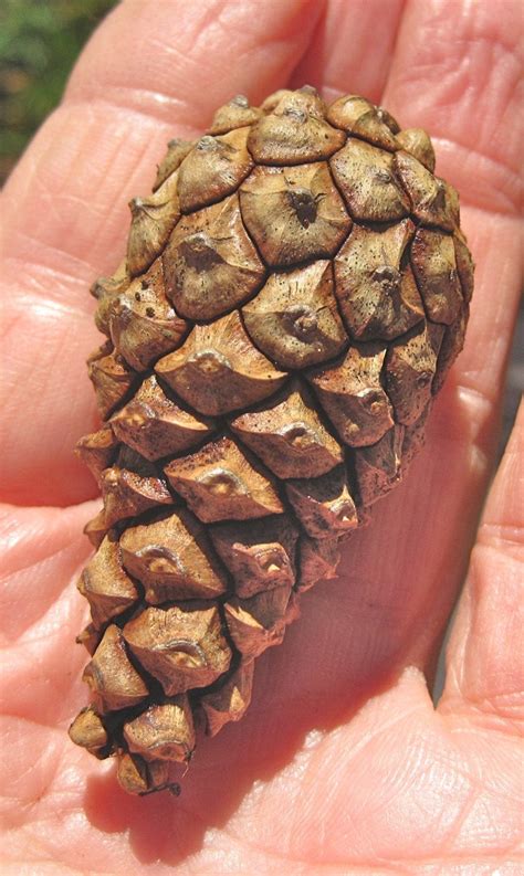 Conifer Cone Key - Tree Guide UK - conifer tree ID by cone