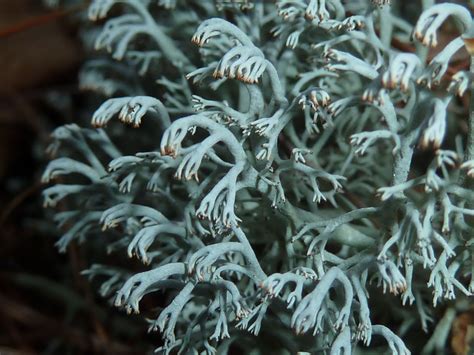 Cladonia rangiferina