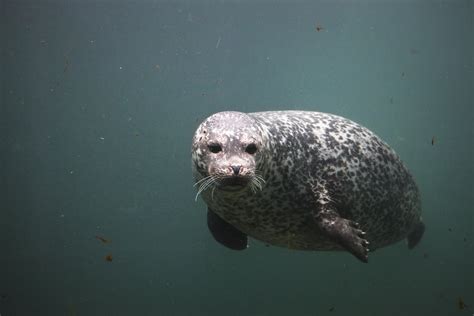 IN Tynemouth: Blue Reef Aquarium (Tynemouth)