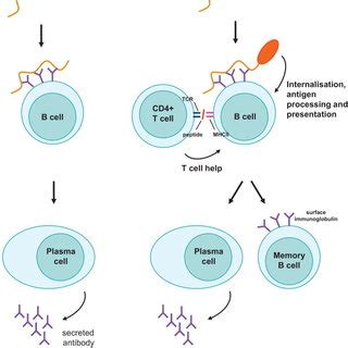 Conjugate vaccine technology used in meningococcal A vaccine for... | Download Scientific Diagram