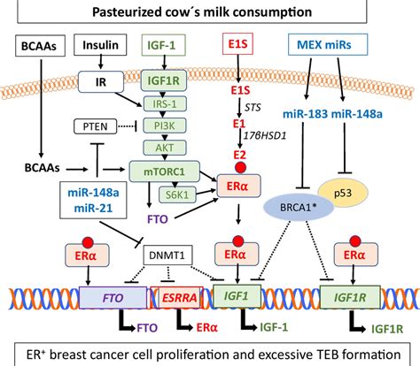 Synergistic interaction of milk-induced signaling pathways between ...