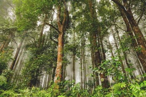 Indonesian Forest, One of the Largest in the World