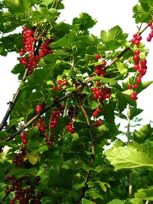 How to Care for Red Currant Bushes | Garden Guides