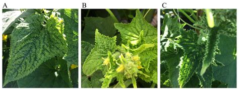 First report of begomoviruses infecting Cucumis sativus L. in North America and identification ...