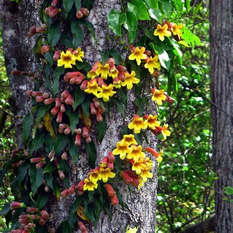 Bignonia Capreolata - Cross Vine - Buy Plants Online | Pakistan Online Nursery