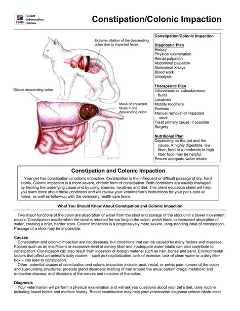 How Do You Remove Impacted Stool From A Cat - Cat Lovster