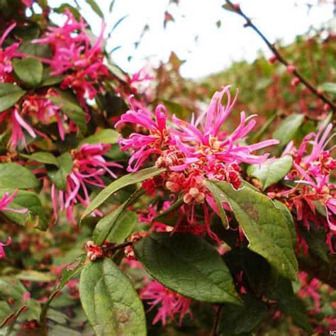 Loropetalum chinense var.rubrum (Chinese fringe flower) - position, watering, fertilization, pruning