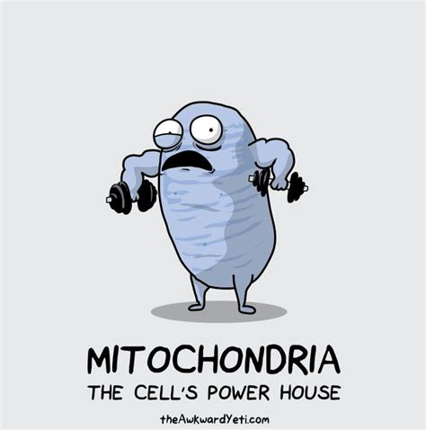 Pin by Dustinlee14 Biology on Awkward Yeti Cartoons | Biology memes ...