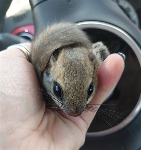 Adding to the cute baby variety, our baby southern flying squirrel. : r/aww