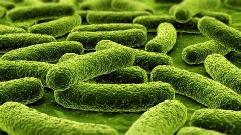 Bifidobacterium Lactis - Best Probiotics ingredients - Supplements Global