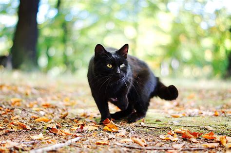 HD wallpaper: autumn, cat, leaves, black | Wallpaper Flare