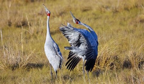 Australia's big birds - Australian Geographic