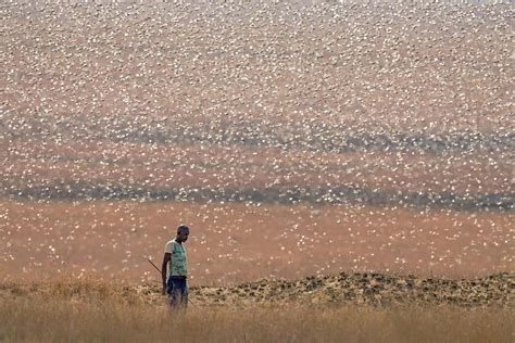 A chemical that encourages locusts to swarm could also help stop them ...