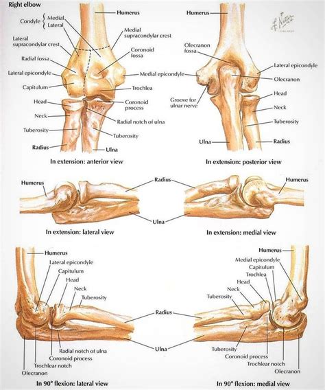 ELBOW ANATOMY💪🦴 The elbow joint is a hinge that allows extension and ...