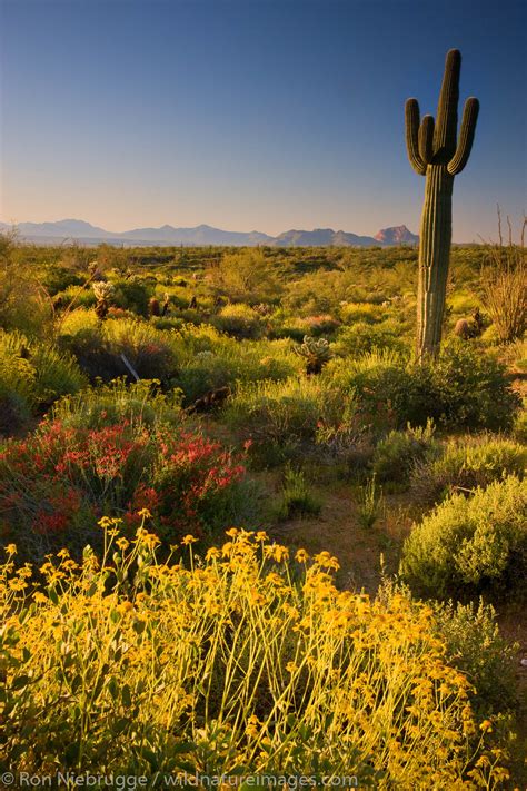 McDowell Mountain Regional Park | Photos by Ron Niebrugge