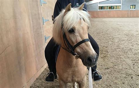 12 ponies of Christmas: handsome Trigger - Horse & Hound