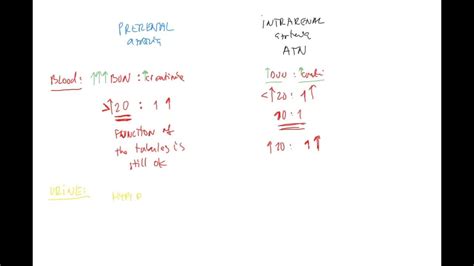 Nephrology 8 ENG (prerenal vs. intrarenal azotemia, BUN:creatinine ...