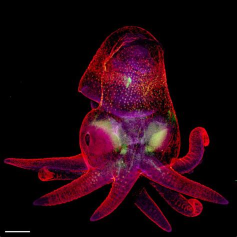 Octopus bimaculoides embryo | Nikon’s Small World