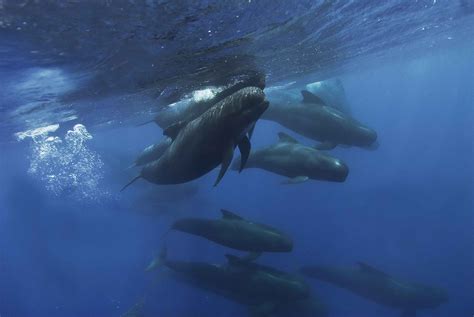 Pilot Whales | Gibraltar – Danny Kessler