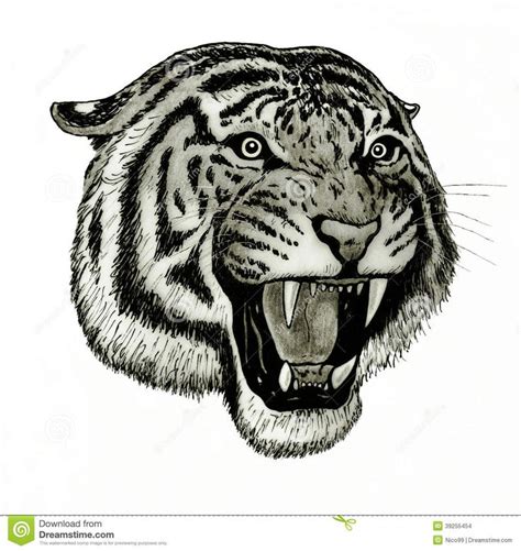 44 best Roaring Tiger Head Tattoo Drawing images on Pinterest | Head ...