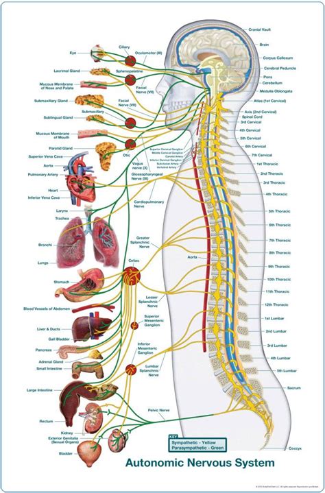 ANS Charts and Meric Charts of all sizes! | Autonomic nervous system, Nervous system, Anatomy ...