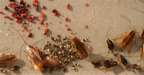 Cockroach Eggs and Egg Sacs: How to Know It When You See It - A-Z Animals