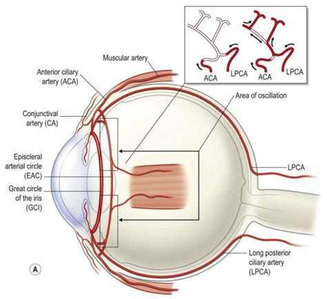 Cornea and Sclera | Ento Key