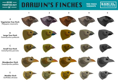 Daniel Bernal - Beak Morphology of Darwin's Finches