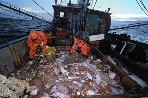 Disappearing Cod: Long-Term Ban Necessary | WilderUtopia.com