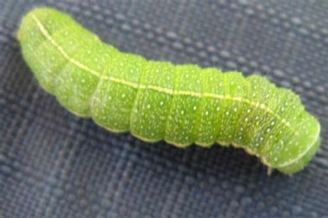 Pieris rapae caterpillar? - Lithophane - BugGuide.Net