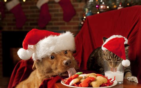 Christmas wallpaper with dog and cat | HD Animals Wallpapers