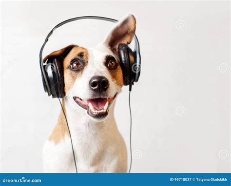 Dog in Headphones Listening To Music Stock Image - Image of head, friend: 99718037