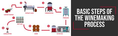 Basic steps of the winemaking process – finding.wine