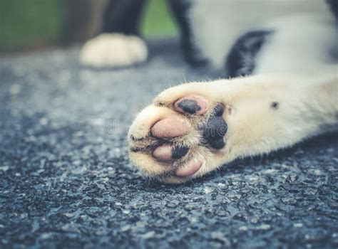 Cat paw/ Close up stock image. Image of ginger, beauty - 99653065