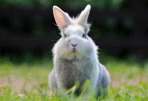 11 Fluffy Rabbit Breeds | Check for Photos! - Farm and Chill