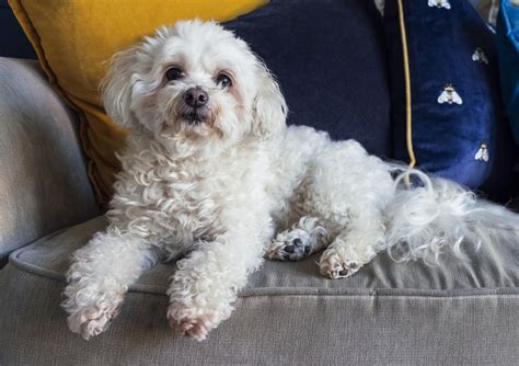 15 Cutest Shih-Poo Haircuts To Ask Your Groomer To Try