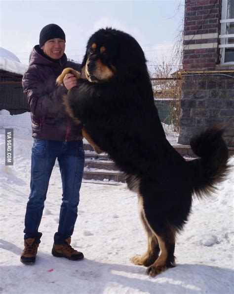 Mongolian native dog similar to Tibetan mastiff. We call it Bankhar - 9GAG