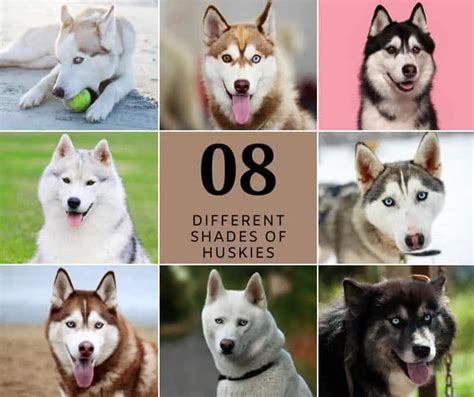 entre Preguntarse Contribuyente husky siberiano colores fatiga biología suicidio