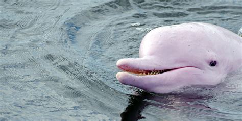 Super Rare Pink Dolphin Comes Out Of Hiding After 8 Years