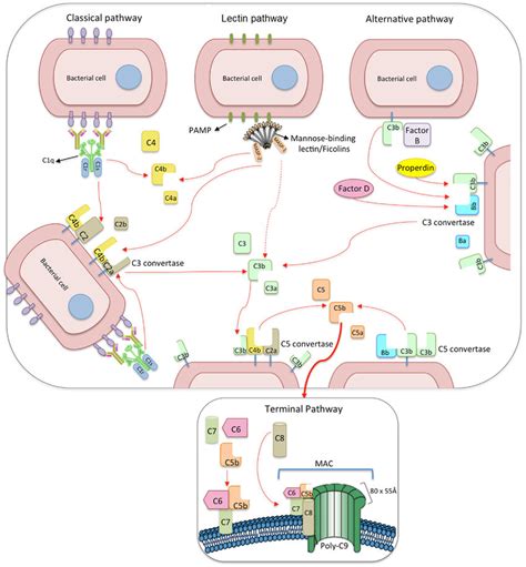 The Complement system (Components, Activation and Pathways, Regulation ...