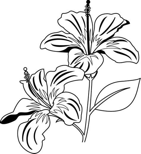 Gumamela Flower Clipart Black And White - Gumamela Clip Art Black And ...