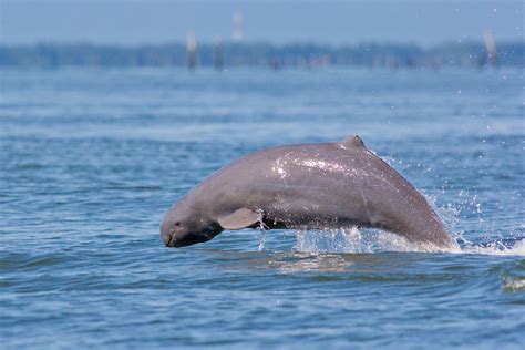 6 Endangered Dolphin Species- American Oceans