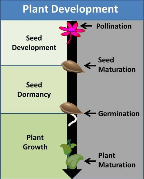 Seed Dormancy - Are Seeds Really Dormant? - Garden Myths