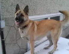 Akita Shepherd (Akita x German Shepherd Mix), Temperament, Puppies ...