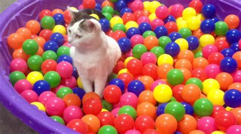 Researchers Built a Cat Paradise for Science