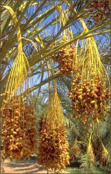 Fresh Dates in our Country: International Suppliers of Dates