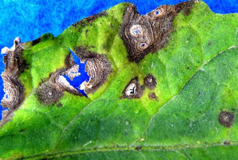 Septoria leaf spot on tomatoes | Vegetable Pathology – Long Island Horticultural Research ...