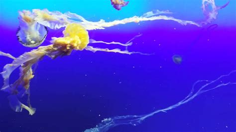 Singapore Aquarium - Jellyfish - YouTube