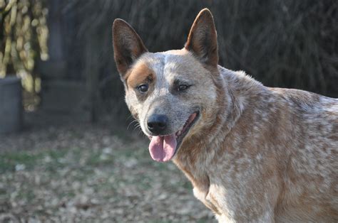 101 Female Australian Cattle Dog Names + Meanings