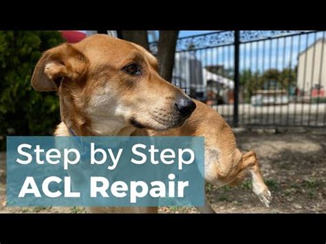 ACL repair in dogs without surgery [Research]